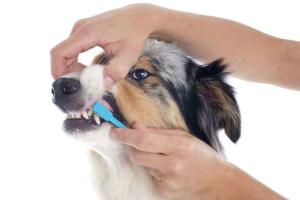 spazzolino denti cane