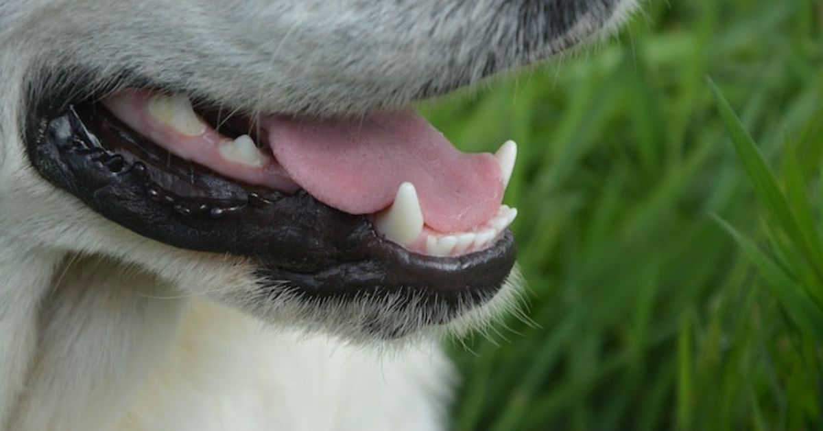 Gengivite nel cane: cause sintomi e trattamento