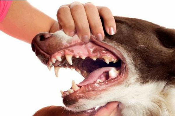 cane con la bocca aperta