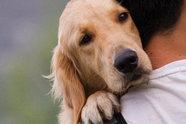 cane in braccio a padrone