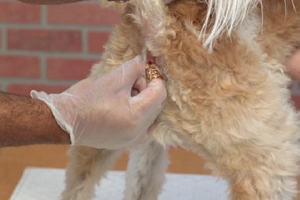 infiammazione ghiandole perianali cane