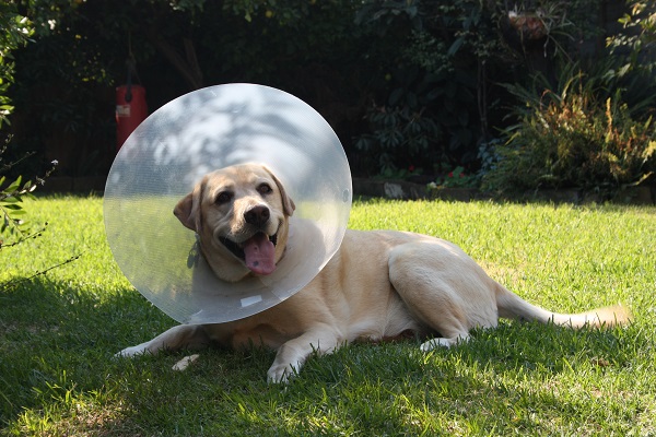 cane con collare elisabetta