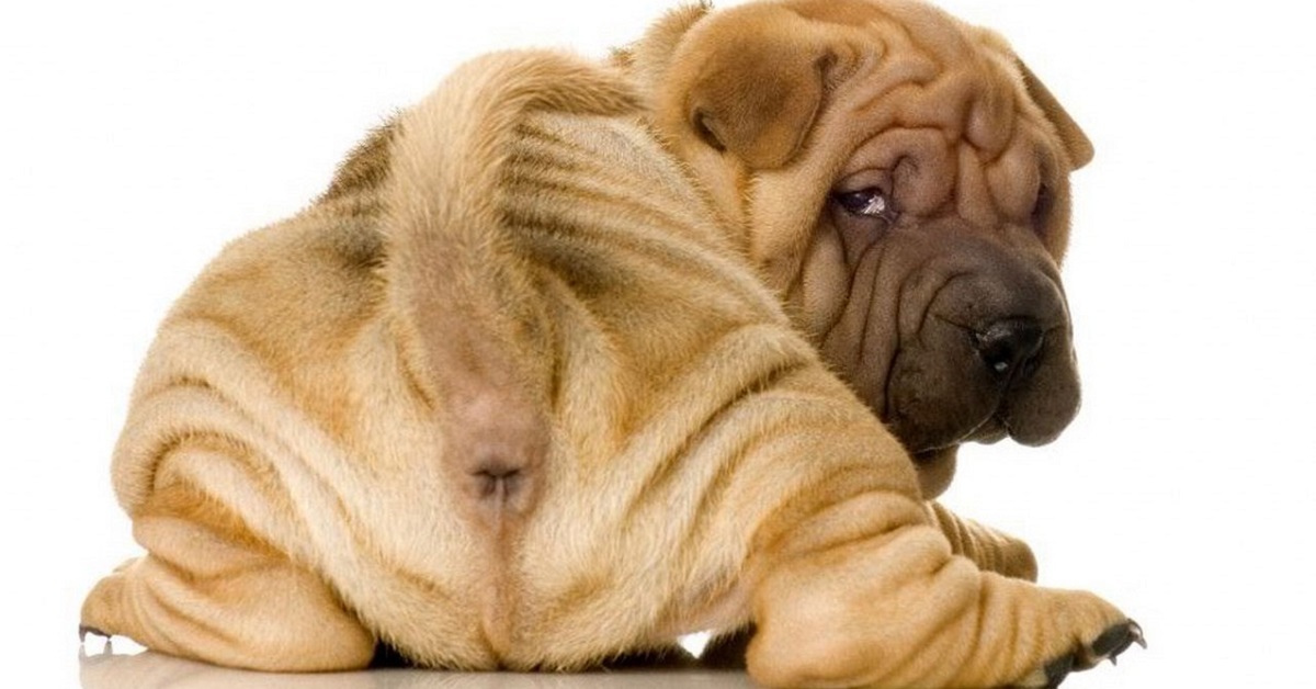 Ghiandole perianali del cane: infiammazioni e patologie