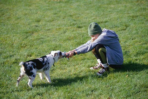 tira e molla con cane