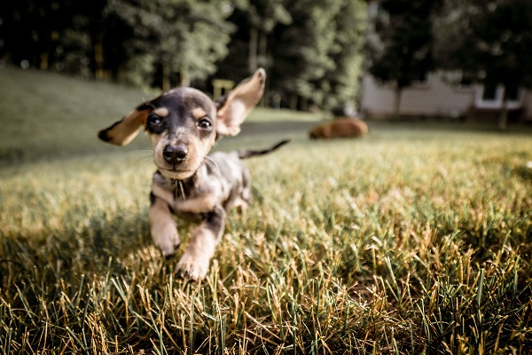 cucciolo di cane che corre