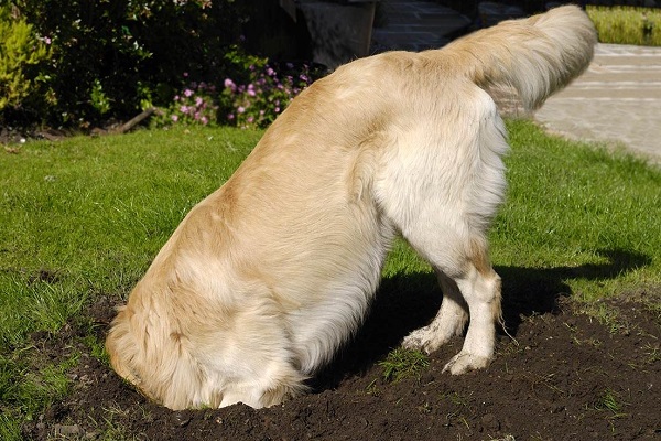 cane che scava