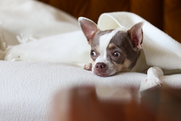 cane al caldo della coperta