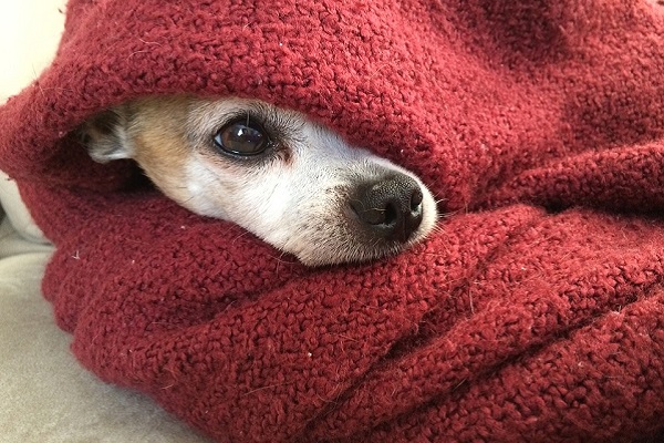 cane tra le coperte