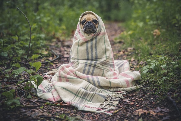 cane con coperta