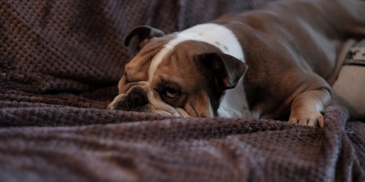 cane sul divano