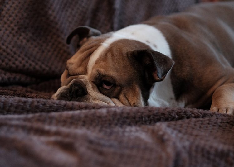 cane sul divano