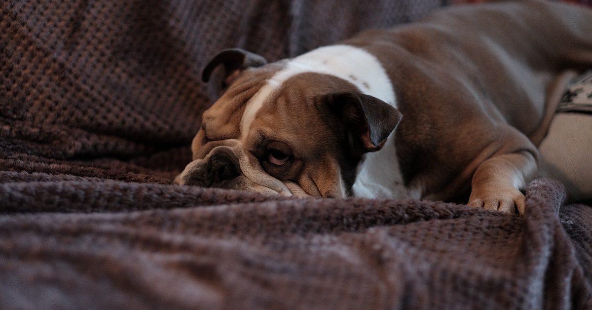 Cani e disturbo affettivo stagionale: cos’è e come si presenta