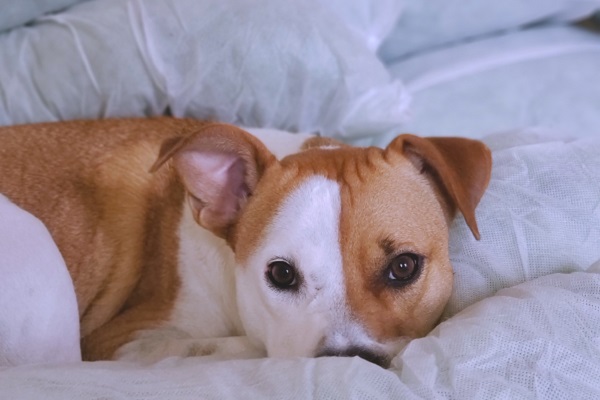 cane su giaciglio morbido