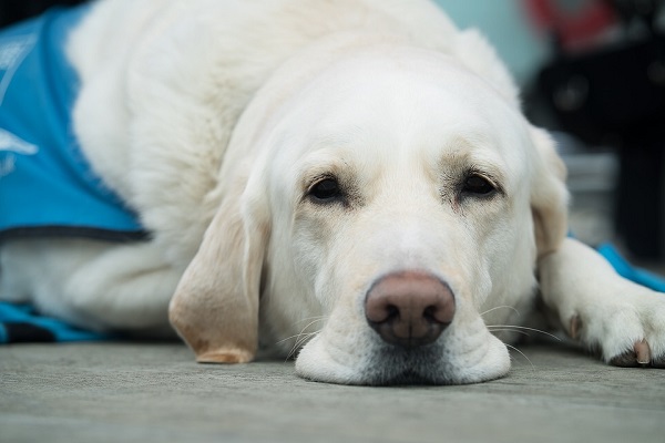 cane accucciato