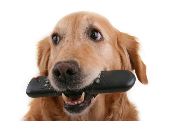 cane con il telecomando 