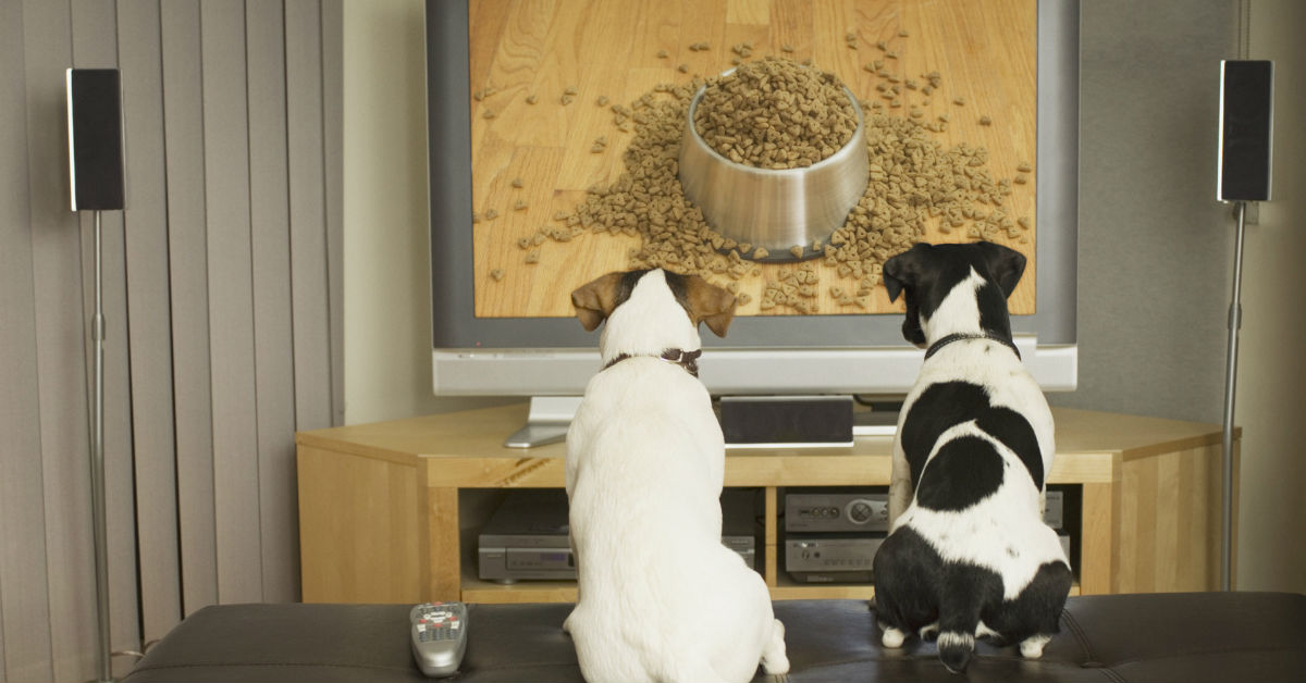 I cani possono guardare la tv?