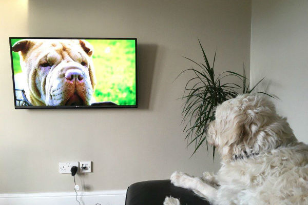 i cani riconoscono il nostro volto su uno schermo