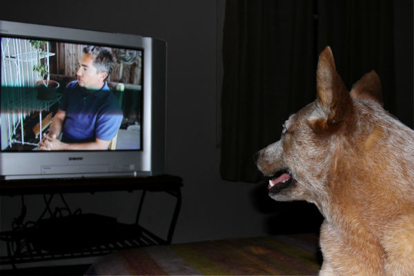 cane vede la televisione