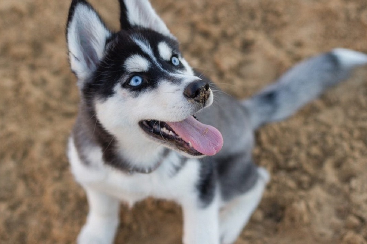 cucciolo di cane husky