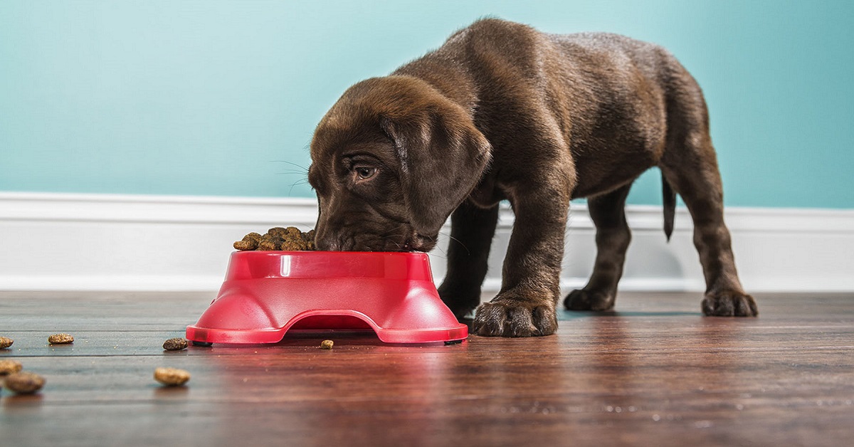 I cani possono mangiare gli spinaci?