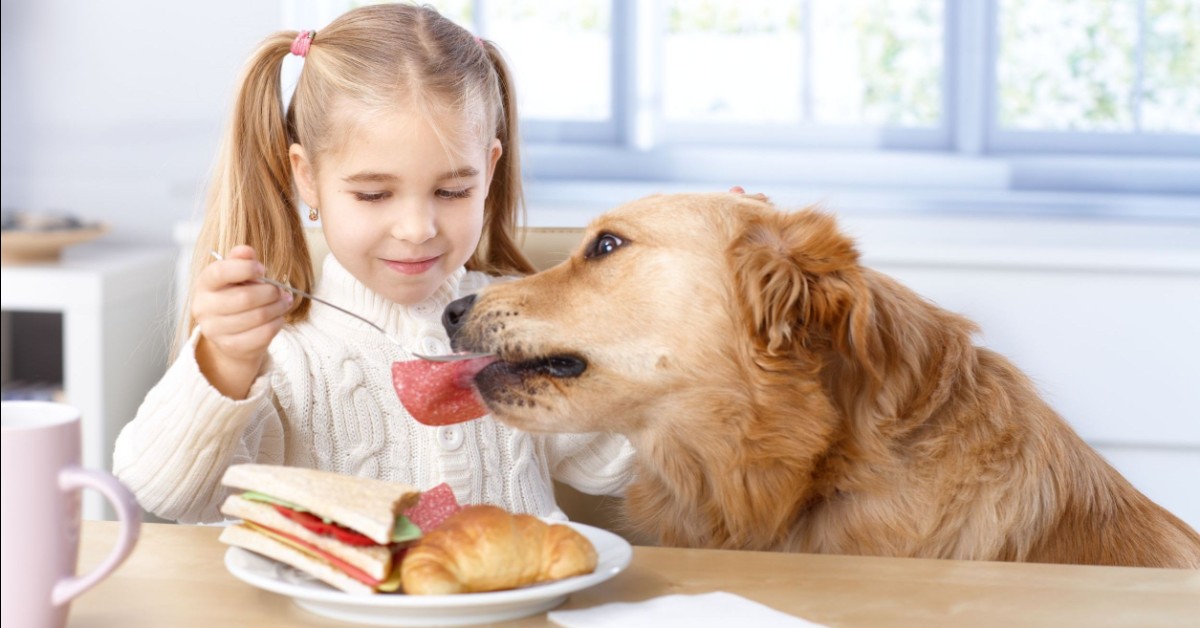 I cani possono mangiare il prosciutto?