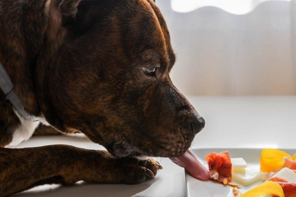 cane ruba il cibo