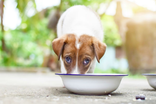 cane che mangia