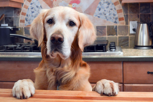 cane in cucina