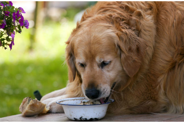cane che mangia