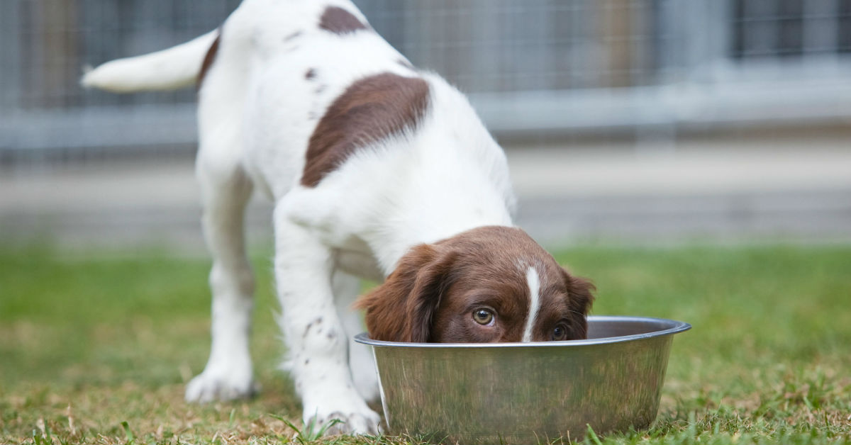I cani possono mangiare l’aglio?