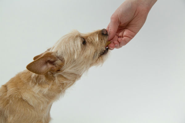 cane che mangia dalla mano
