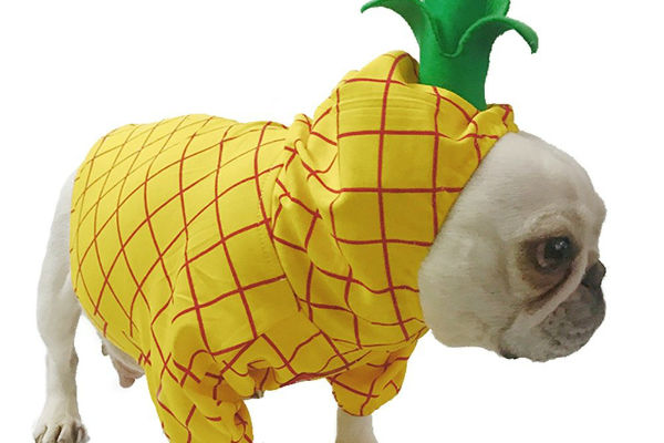 cani vestito di ananas