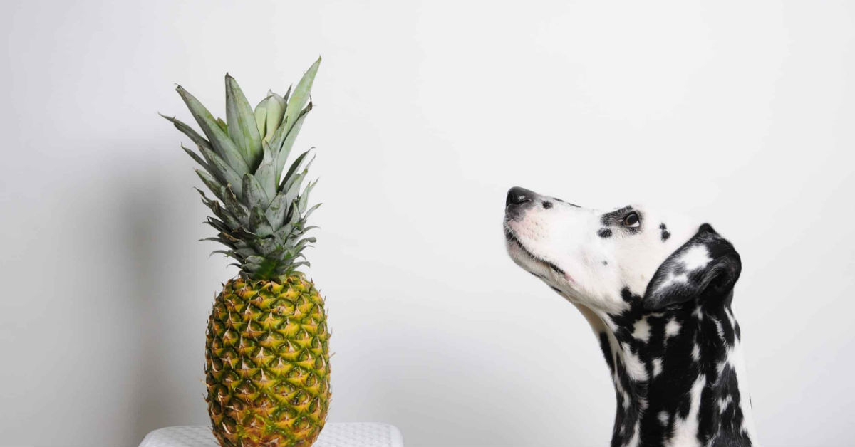 I cani possono mangiare l’ananas?