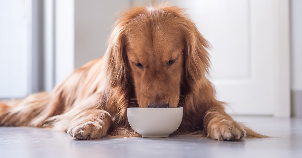 I cani possono mangiare le lenticchie?