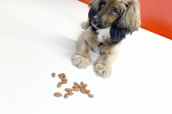 cucciolo di cane e mandorle