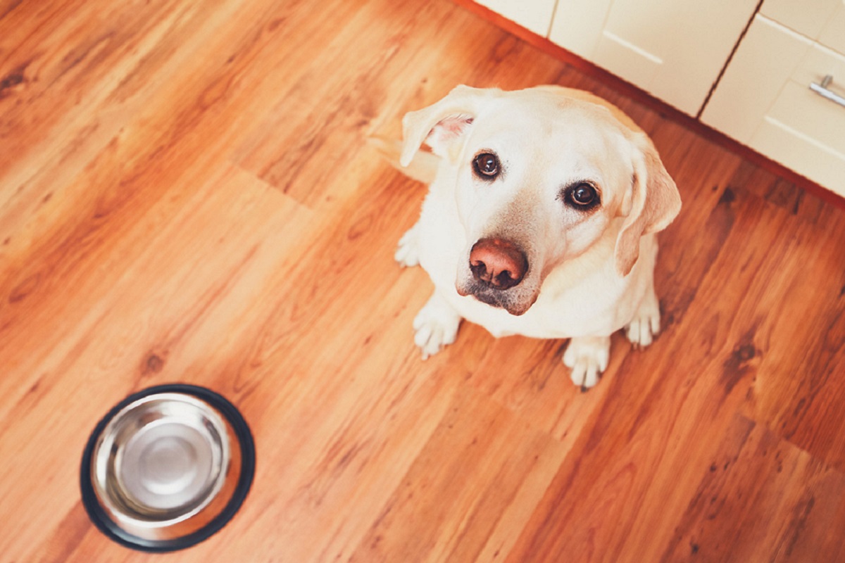 cane aspetta di mangiare