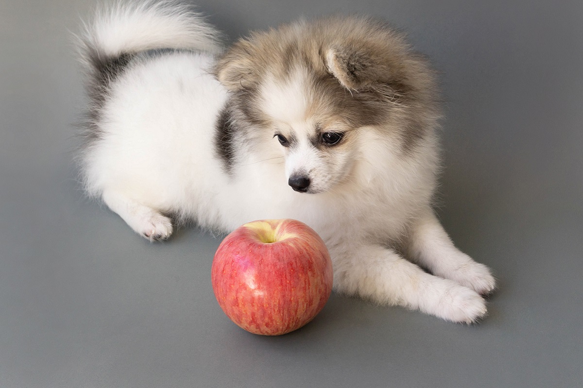 cane guarda mela