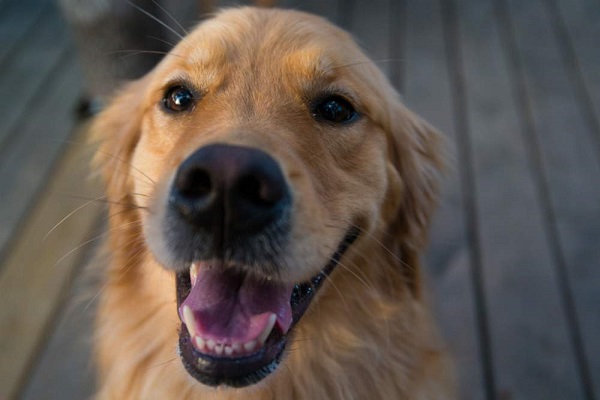 cane impaziente di mangiare