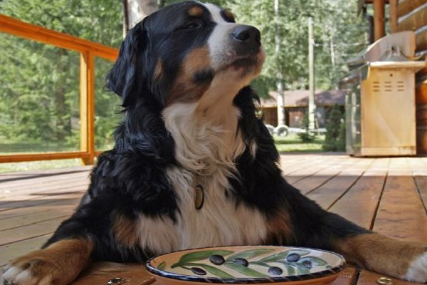 cane con piatto decorato da olive