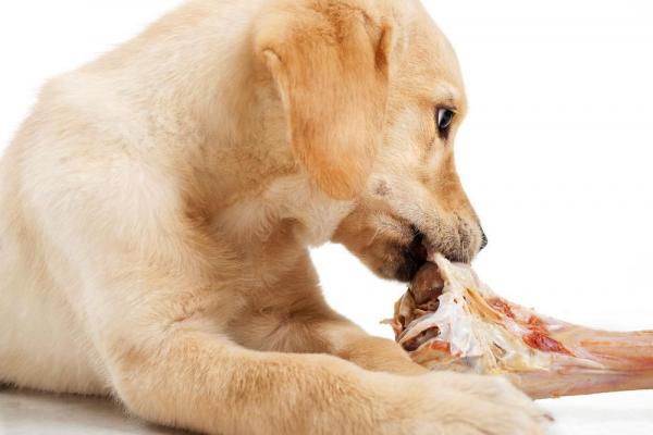 cucciolo di cane mangia osso