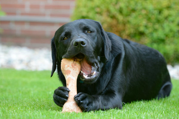 cane nero mangia osso