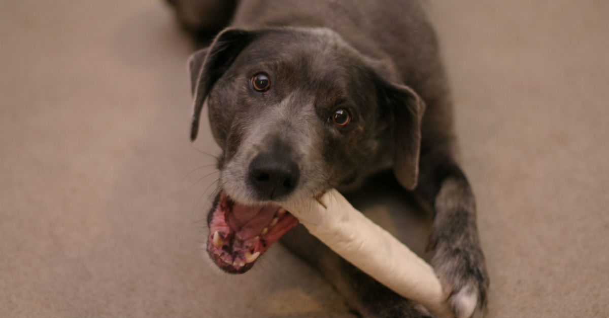 I cani possono mangiare le ossa?