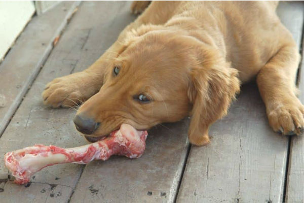 cane che mangia ossa