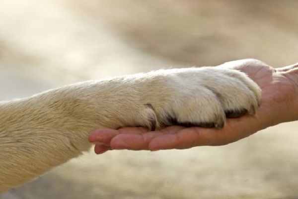 zampa di cane e mano umano