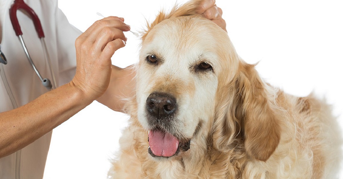 veterinario ispeziona le orecchie del cane