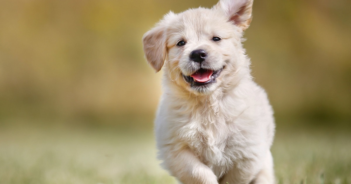 cane corre all'aperto