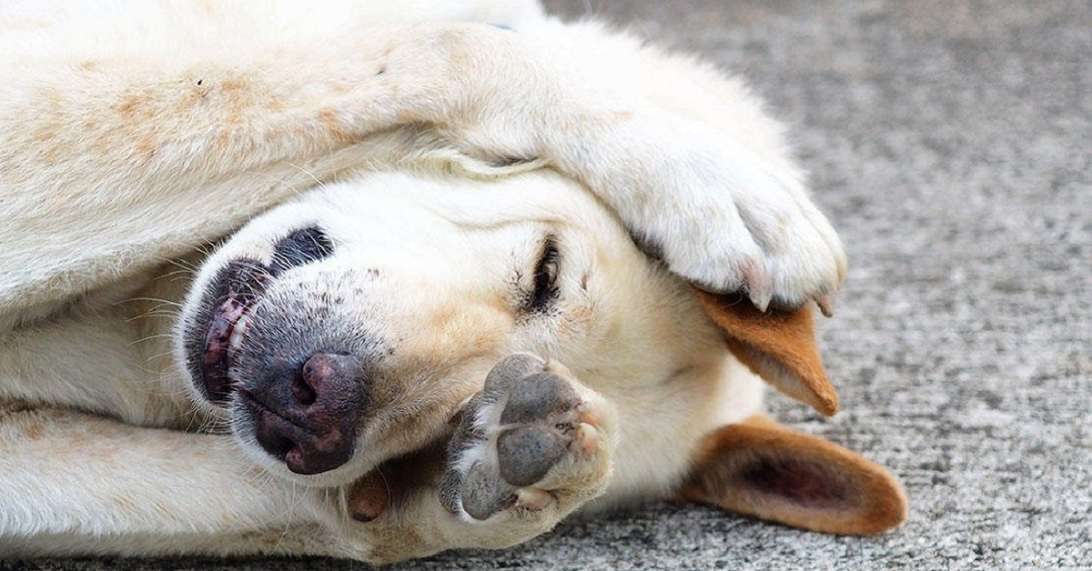 cane sente prurito 