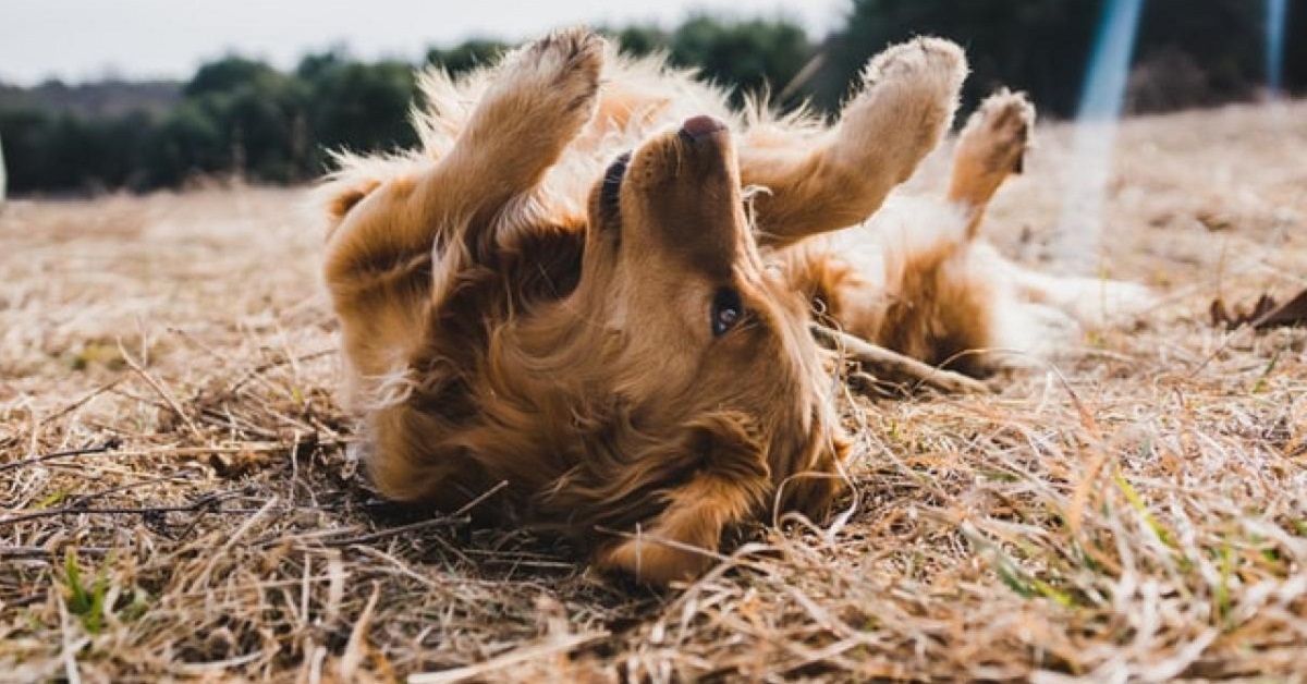 Il cane ha le pulci? Tutti i modi per scoprirlo e come eliminarle