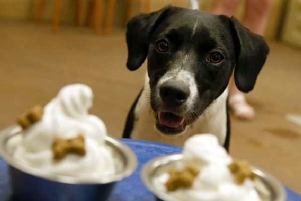 coppette gelato per cani
