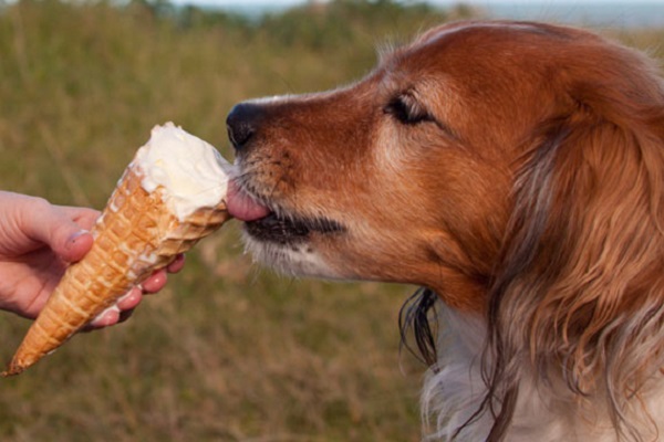 cane al parco con gelato